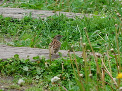 Zonotrichia albicollis