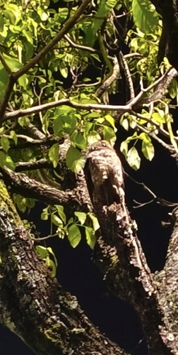 Common Potoo