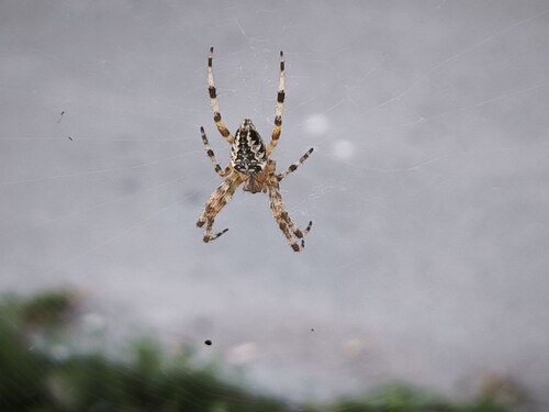 Cross Orbweaver