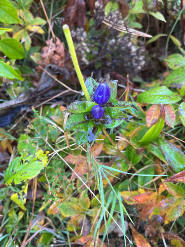 Gentiana clausa, 2026-10-10