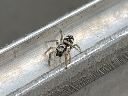 Zebra Jumping Spider