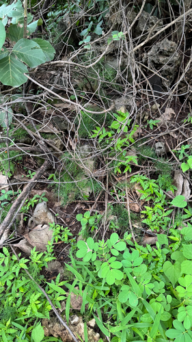 Asparagus racemosus observed 2026-08-17