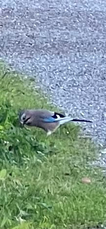 Eurasian Jay