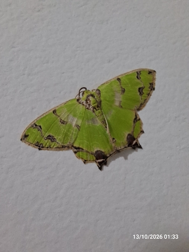 Agathia lycaenaria, 2026-10-13