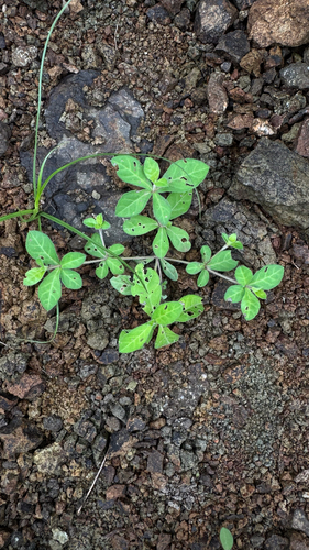 Blepharis maderaspatensis, 2026-08-17