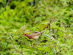 Carpodacus erythrinus