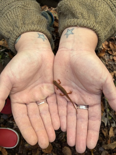 Eastern Newt