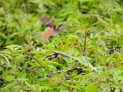 Carpodacus erythrinus