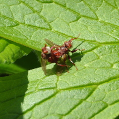 Myopa clausa