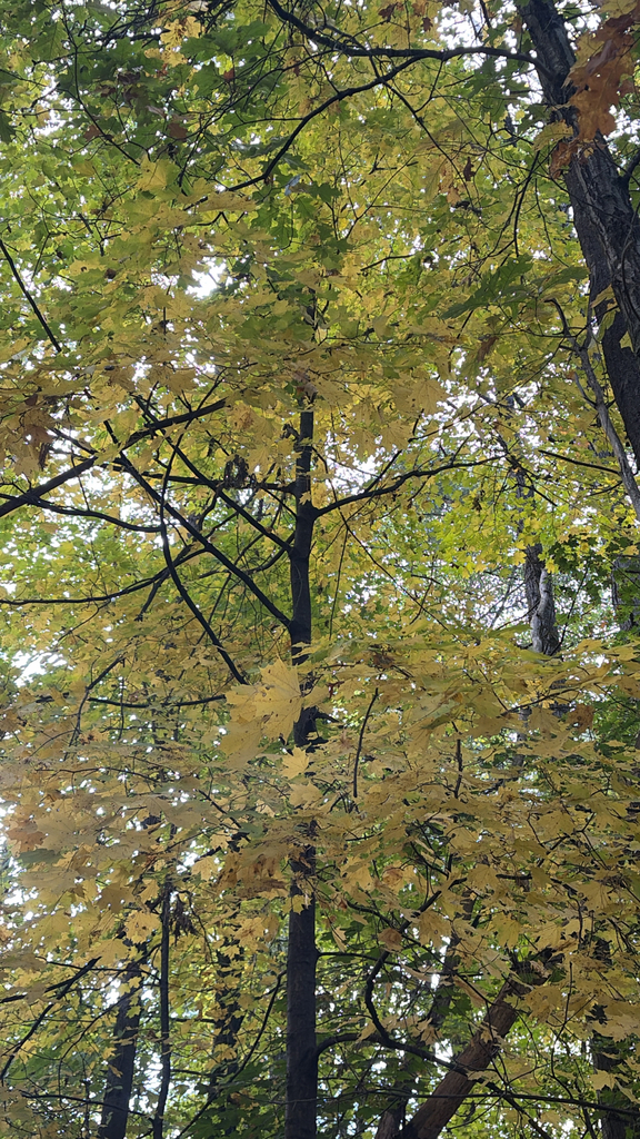A photograph from Oct 12, 2026 near Burlington, Shelburne & Lake Champlain, where the observer’s point is approximate.