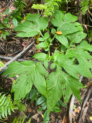 Tacca leontopetaloides observed 2026-10-12