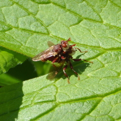 Myopa clausa