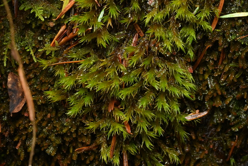 Bucklandiella heterosticha observed 2026-10-06