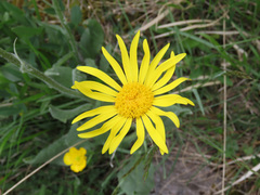 Senecio scopolii