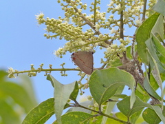 Electrostrymon endymion