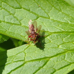 Myopa clausa