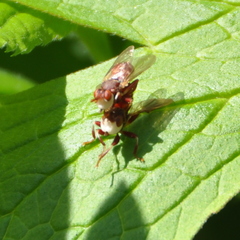 Myopa clausa