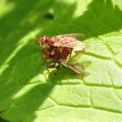 Myopa clausa