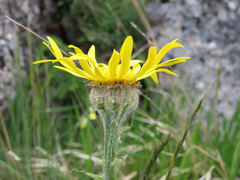 Senecio scopolii