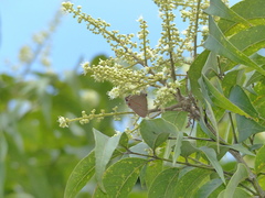 Electrostrymon endymion