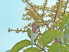 Electrostrymon endymion