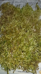 Brachythecium rutabulum