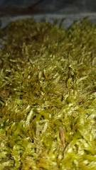 Brachythecium rutabulum