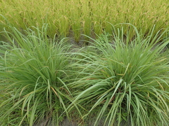 Cymbopogon nardus