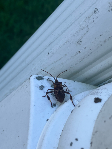 Western Conifer Seed Bug