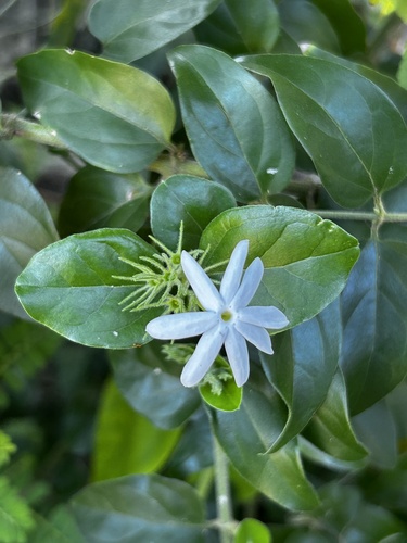 Jasminum multiflorum observed 2026-10-12
