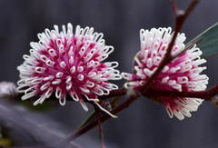 Hakea laurina