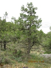 Juniperus thurifera