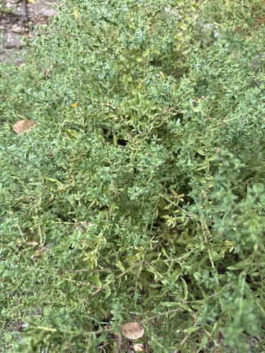 Aromatic Aster