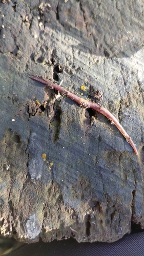 Dendrobaena octaedra observed 2026-10-12
