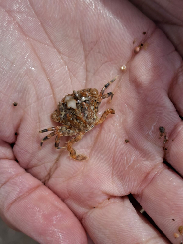 Portumnus lysianassa