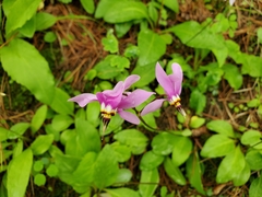Primula fassettii
