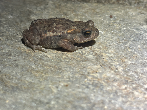 European Toad