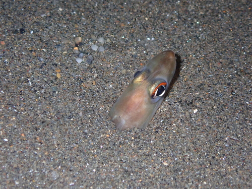 Ariosoma observed 2026-10-12