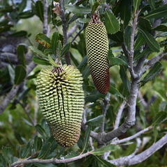 Banksia lemanniana