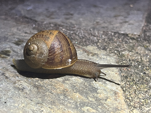 Garden Snail