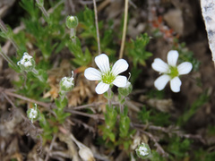 Arenaria grandiflora