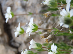 Arenaria grandiflora