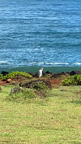 Western Cattle-Egret