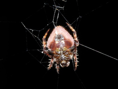 Eriovixia poonaensis