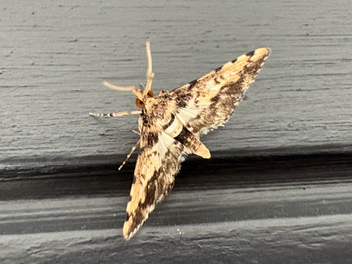 Nacoleia amphicedalis