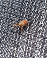 Anthonomus quadrigibbus