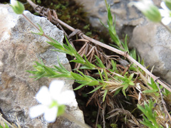 Arenaria grandiflora