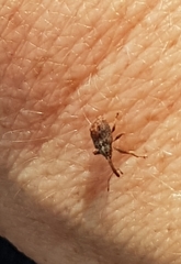 Anthonomus quadrigibbus