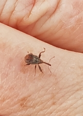 Anthonomus quadrigibbus