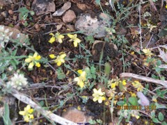 Coronilla minima